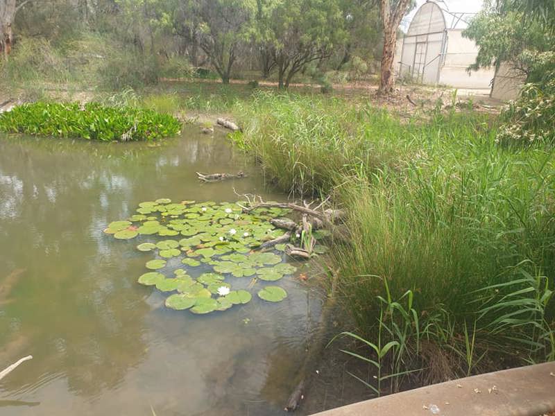pond-2