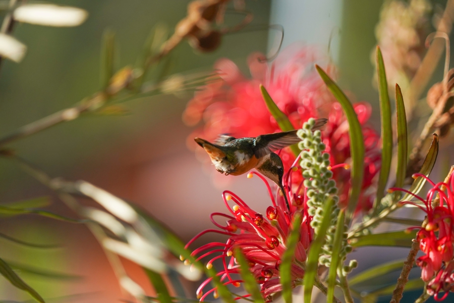 amethyst-woodstar-hummingbird-flying-close-to-the-2026-03-16-03-28-32-utc.jpg